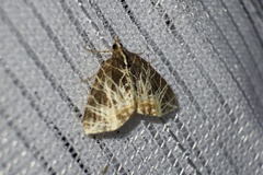 Evecliptopera illitata