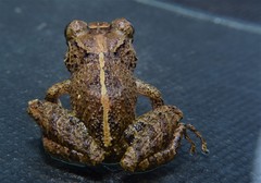 Pristimantis mallii