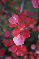 Betula glandulosa
