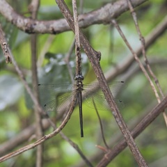 Micromidia atrifrons
