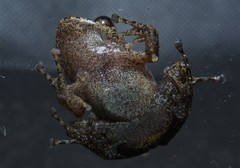 Pristimantis mallii
