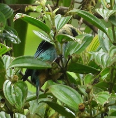 Tangara labradorides