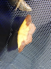Antepione thisoaria