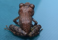 Pristimantis mallii