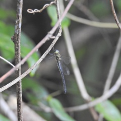 Micromidia atrifrons