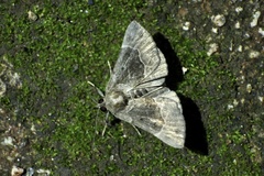Bomolocha stygiana
