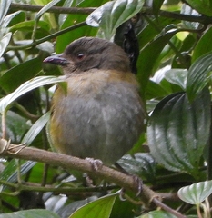 Chlorospingus semifuscus