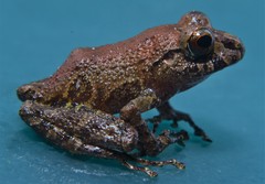 Pristimantis mallii