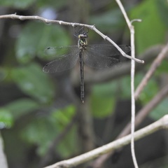 Micromidia atrifrons