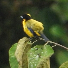 Anisognathus notabilis