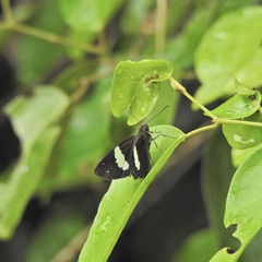Notocrypta waigensis