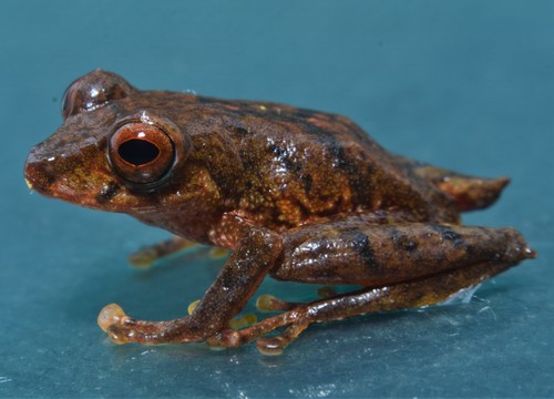 Pristimantis quaquaversus · iNaturalist