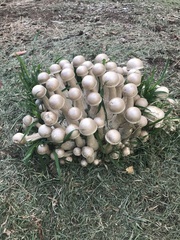 Macrocybe spectabilis