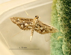 Nausinoe geometralis