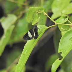 Notocrypta waigensis