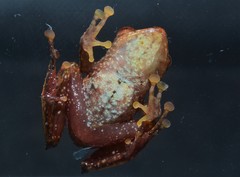Rio Coca Robber Frog photo 1