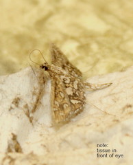 Nausinoe geometralis