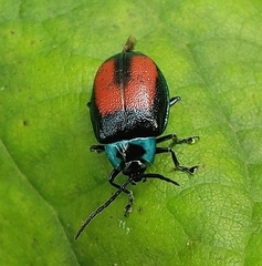 Aspicela bourcieri