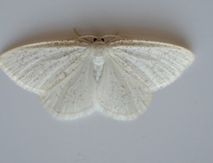 Protitame virginalis