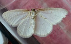 Protitame virginalis