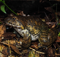 Chinese Edible Frog photo 1