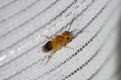 Phanerotoma flava