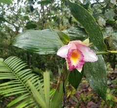 Sobralia ecuadorana