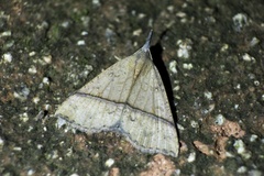 Hypena strigata