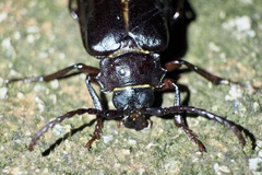 Prionus sejunctus