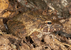 Craugastor aurilegulus