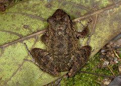 Craugastor aurilegulus