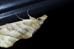 Calyptra gruesa