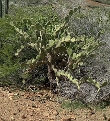 Opuntia caracassana