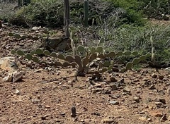 Opuntia caracassana