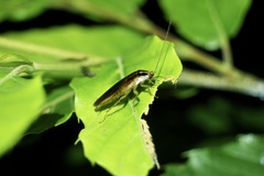 Blattella nipponica