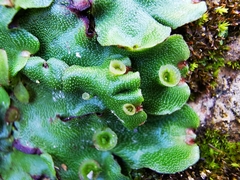 Marchantia paleacea