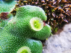 Marchantia paleacea