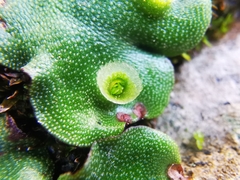 Marchantia paleacea