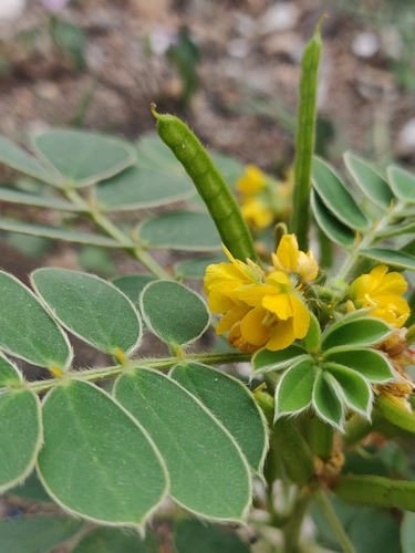 Image of Senna uniflora by (c) Rohit Naniwadekar, some rights reserved (CC BY)