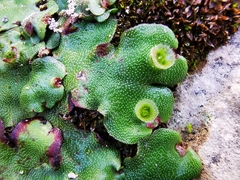Marchantia paleacea