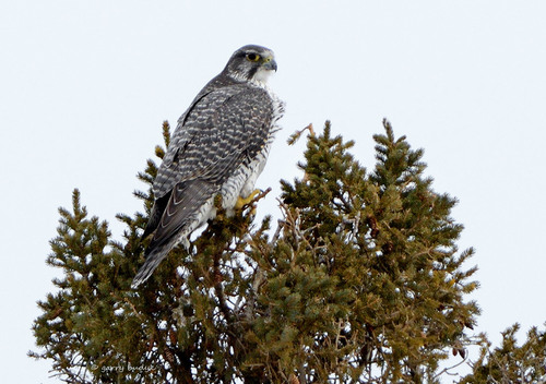 Gyrfalcon