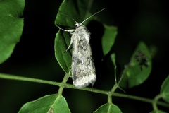 Spodoptera depravata