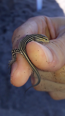 Cnemidophorus gaigei