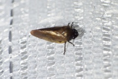 Eoscarta assimilis