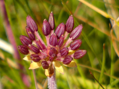 Chaerophyllum eriopodum