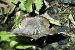 Fascellina chromataria