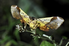 Fascellina chromataria