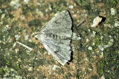 Sinarella rotundipennis