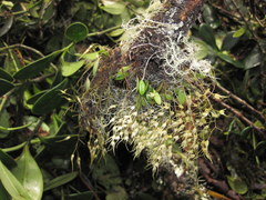 Trichosalpinx multicuspidata