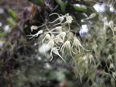 Trichosalpinx multicuspidata
